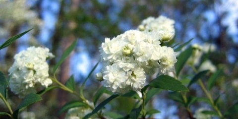 Spirea cantonese lanciata: fotografija i karakteristike
