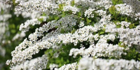 Spirea: sadnja i njega na otvorenom polju