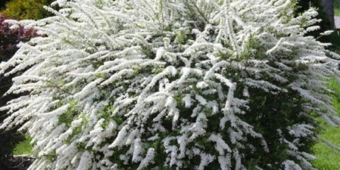 Spirea siva grefsheim: sadnja i njega, fotografija
