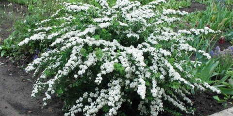 Spirea snowmound: fotografija i opis