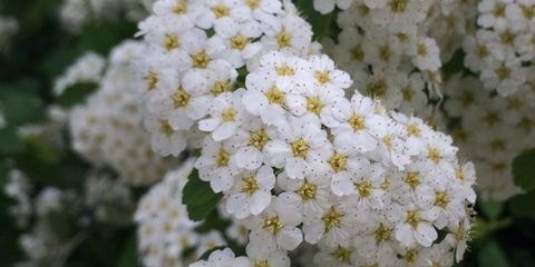 Spirea u sibiru