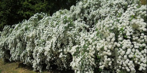 Spirea vangutta: sadnja i njega, fotografija