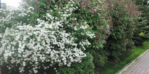 Spirea: vrste i sorte, fotografija, opis