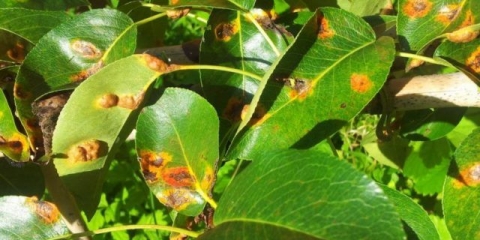 Sporobacterin: upute za upotrebu za biljke, recenzije