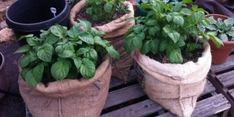 Kako saditi krompir u vrećama