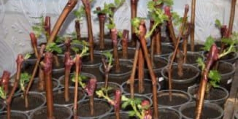 Metode razmnožavanja grožđa