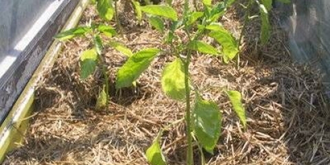 Srednje sezonske sorte slatke paprike