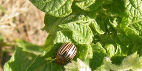 Lijek za koloradsku bubu kalash: recenzije