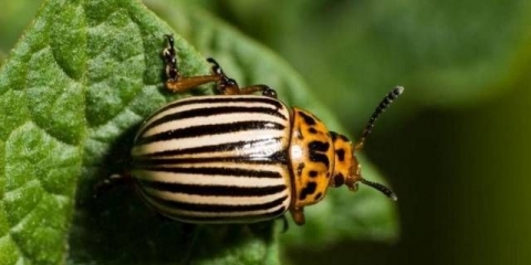 Lijek za prestiž koloradske zlatice