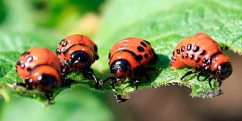 Lijek za tanrek koloradske zlatice: recenzije