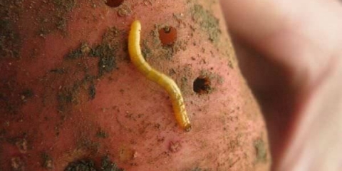 Sredstva od žičara provotox