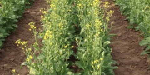 Haker za ubijanje trave: upute za upotrebu, recenzije