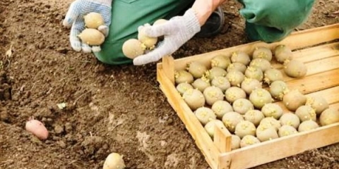 Datumi sadnje krompira