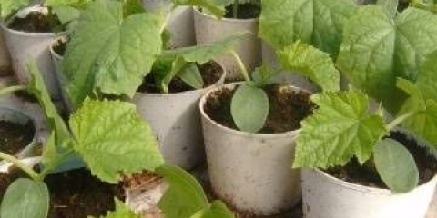 Uslovi sjetve krastavaca za rasad