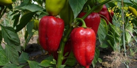 Uslovi sjetve paprike za sadnice u sibiru