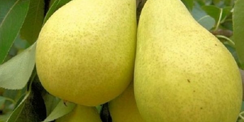 Uslovi zrenja i opis sorte kruške lada