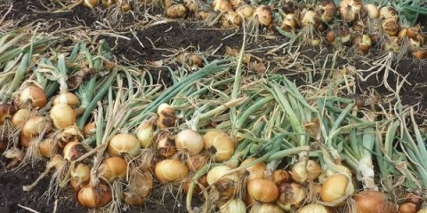 Uslovi berbe repe u srednjoj traci