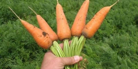 Uslovi berbe šargarepe za skladištenje