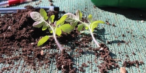 Uslovi sadnje sadnica paradajza u otvorenom tlu