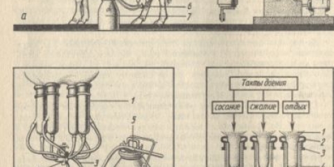 Mašina za mužu krava uradi sam