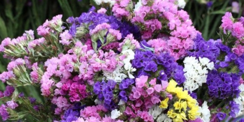 Statica (kermek): uzgoj rasada, rokovi i pravila za sadnju sjemena