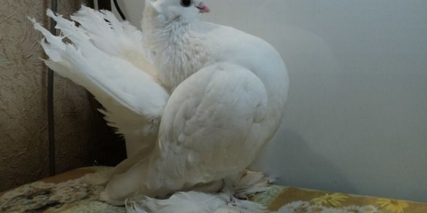 Veličanstveni golubovi: fotografija, video, pasmine