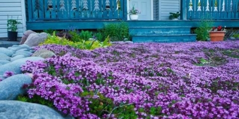 Puzajuće cvijeće trajnice: fotografija s imenom
