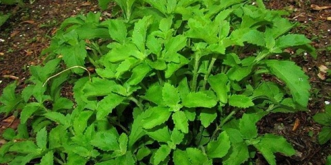 Stevija biljka: opis, svojstva i upotreba