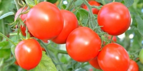 Stimulansi rasta rasada paradajza