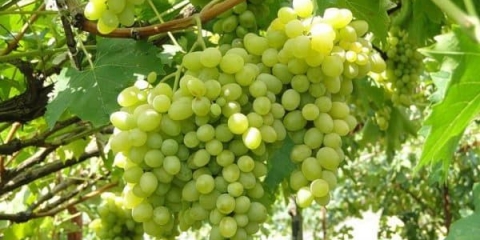 Stolna rana sorta grožđa augustin