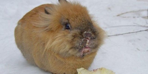 Stomatitis kod kunića - liječenje