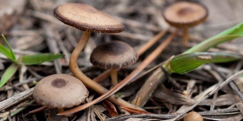 Strobiliurus reznice: fotografija i opis, upotreba