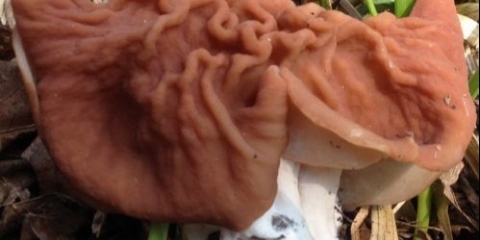 Linija grede (šiljasta linija, šiljasta): fotografija i opis