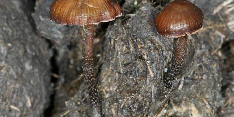 Usrana strofarija (kaka ćelava glava, usrana muha agarika): fotografija i opis