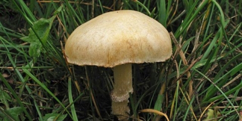 Okrunjena strofarija (crvena strofarija): fotografija i opis