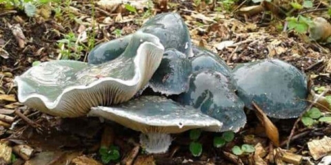 Stropharia nebesko plava (nebesko plava): fotografija i opis