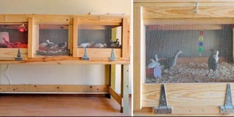 Svojim rukama gradimo brooder za ćurke