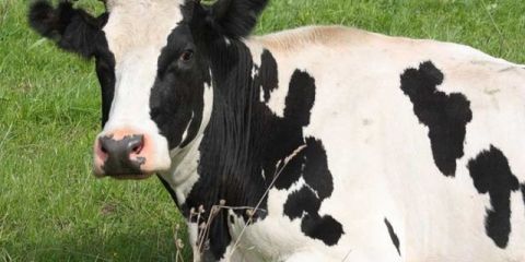 Subinvolucija maternice kod krava: liječenje i prevencija