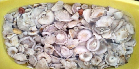 Suhe mliječne pečurke (bijeli preljevi) za zimu: recepti za kuhanje