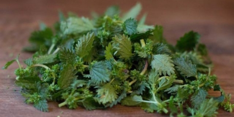 Supa od koprive: recepti sa krompirom, sa mesom