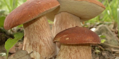 Supa od svježih vrganja: recepti kako ukusno skuhati