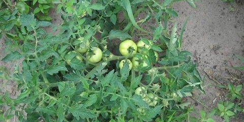 Superdeterminantne sorte paradajza