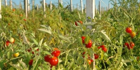 Super rane sorte paradajza za otvoreno tlo