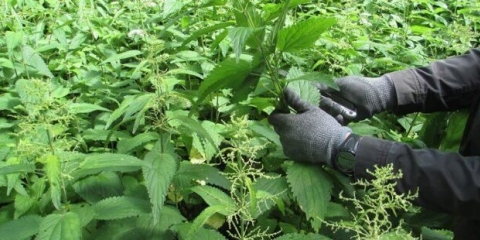 Osušena kopriva: korisna svojstva, pravila i metode sušenja