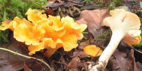 Sušene lisičarke: ljekovita svojstva, recepti, primjena