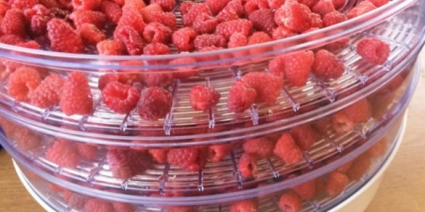 Sušenje maline za zimu kod kuće