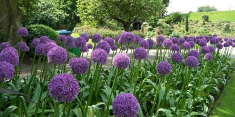 Suvorov luk (anzur): uzgoj i njega, fotografije, koristi i štete, kako saditi