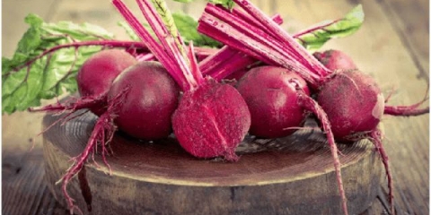 Cikla bordeaux i bordeaux 237: opis sorte, sadnja i njega, fotografije, recenzije