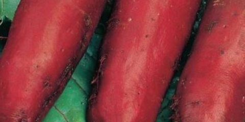 Cilindarska stolna repa: opis sorte, sadnja i njega, rokovi zrenja