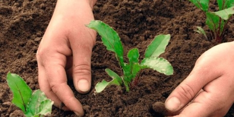 Mulat od cikle: opis sorte, fotografija, uzgoj, sadnja i njega